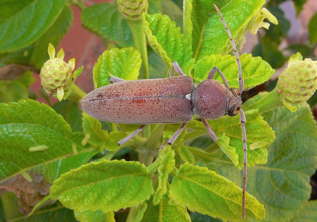 Hesperophanes sericeus  (Cerambycidae)